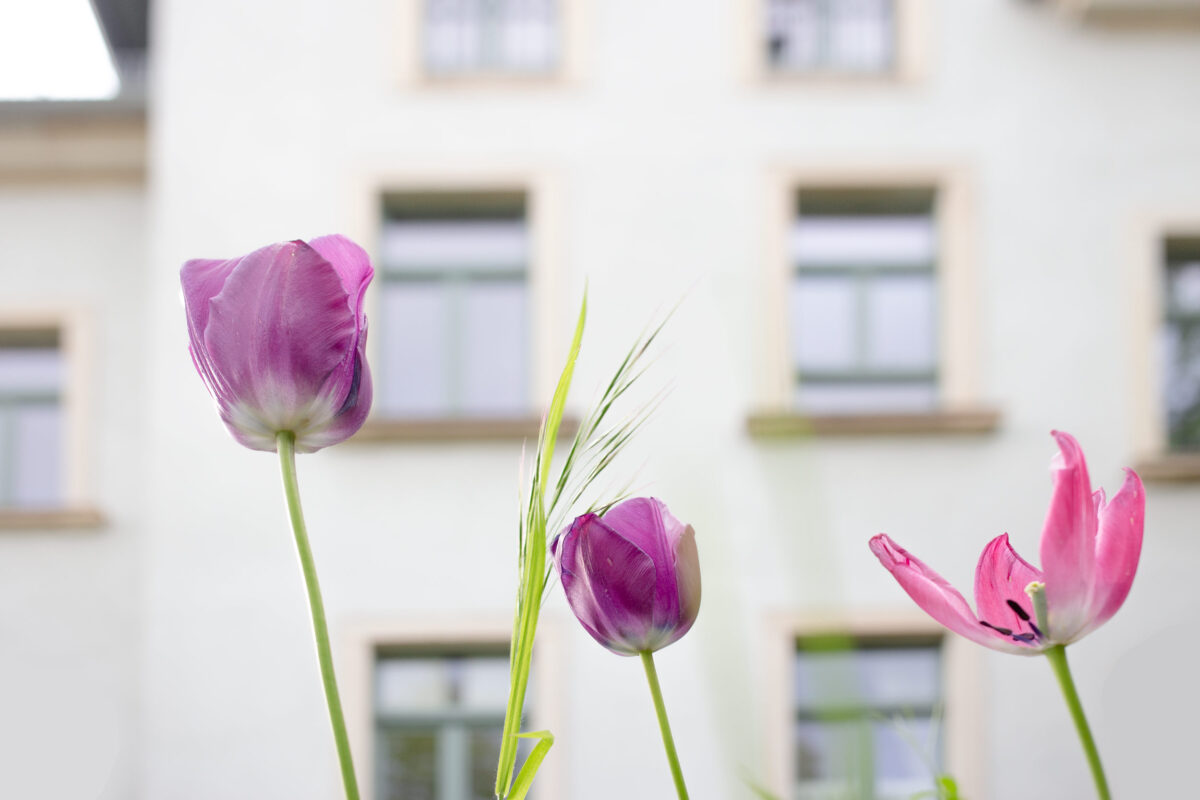 NUUMIS Luxuy Apartment Dresden Summer purple tulips garden